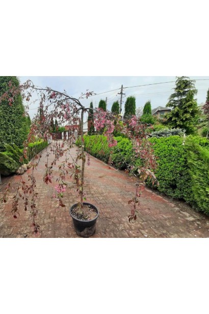 Яблуня гібридна Роял Б’юті для садів та парків.